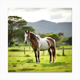 Horse In A Field 13 Canvas Print
