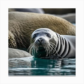 Seals In The Water Canvas Print