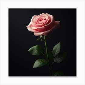 Pink Rose Isolated On Black Background Canvas Print