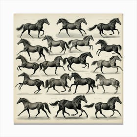 The Horse In Motion Animal Locomotion Art Print 1 Canvas Print