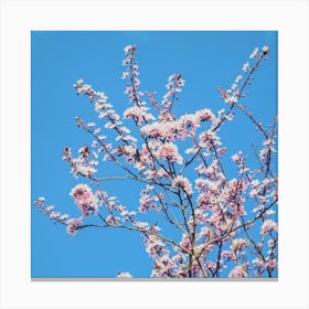 Spring Blossom Square Canvas Print