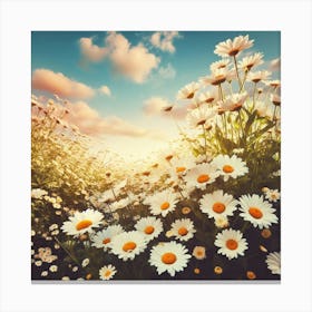 Daisy Field 1 Canvas Print