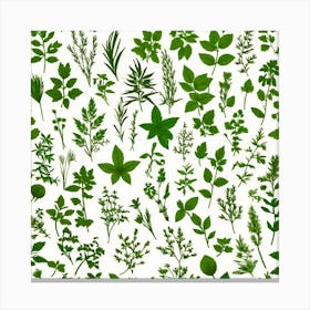Green Herbs On White Background Canvas Print