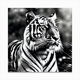 Tiger 36 Canvas Print