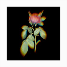 Prism Shift Red Gallic Rose Botanical Illustration on Black n.0238 Canvas Print