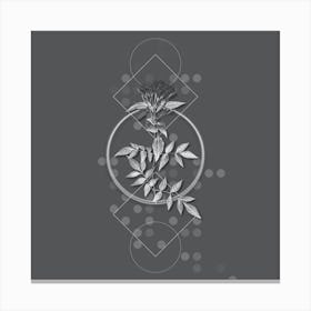 Vintage Jasmin Officinale Flower Botanical with Line Motif and Dot Pattern in Ghost Gray n.0276 Canvas Print