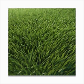 Green Grass 45 Canvas Print