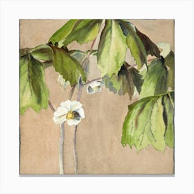 Flowers Of The Cypress Canvas Print