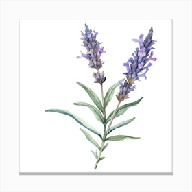 Lavender Flower Watercolor Illustration Canvas Print