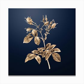 Gold Botanical Evrat's Rose with Crimson Buds on Midnight Navy n.3246 Canvas Print