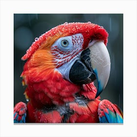 Colorful Parrot In The Rain Canvas Print