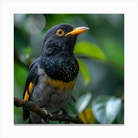 Black And Yellow Bird 1 Canvas Print