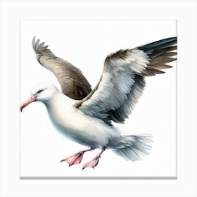 Albatross 1 Canvas Print