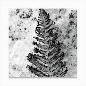 Fern Leaf Canvas Print