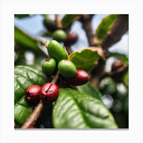 Coffee Beans On A Tree 14 Canvas Print