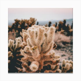 Cholla Cactus Canvas Print