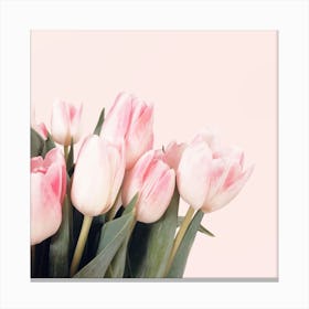 Pink Tulips2 Canvas Print