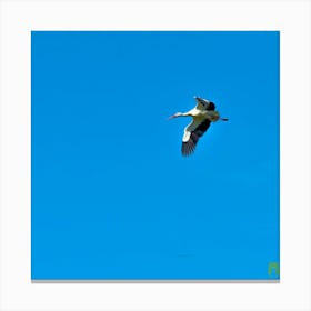 White Stork 20200301 36rt0 2 2ppub Canvas Print