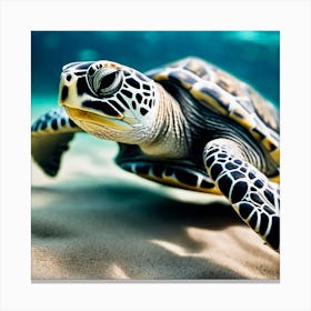 Sea Turtle 4 Canvas Print