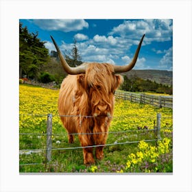 Highland Cow Canvas Print