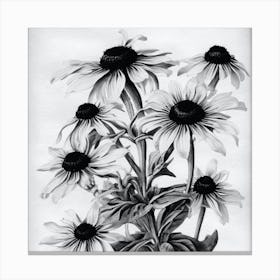 Black Eyed Susan 2 Canvas Print