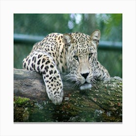 Leopard Resting On Log Canvas Print