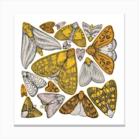 Yellow Moths Square Canvas Print