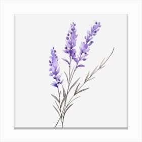 Lavender Flowers On A Black Background Canvas Print