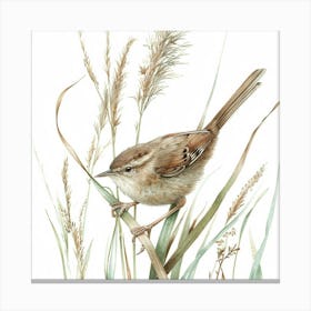 Wren Bird Drawing 1 Canvas Print