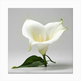 Calla Lily 5 Canvas Print