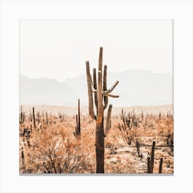 Cactus Desert Landscape Square Canvas Print