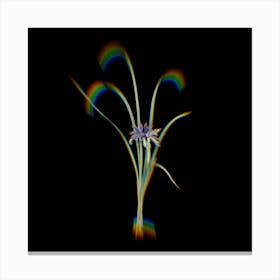 Prism Shift Grass Leaved Iris Botanical Illustration on Black n.0035 Canvas Print