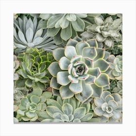 Succulent Nature Green Plants Canvas Print