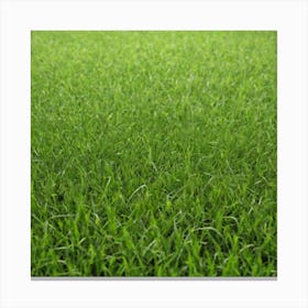 Green Grass 52 Canvas Print