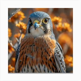 Falcon 1 Canvas Print