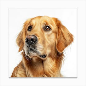 Golden Retriever Dog Portrait Stampe su tela