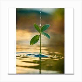 Water Droplet Canvas Print