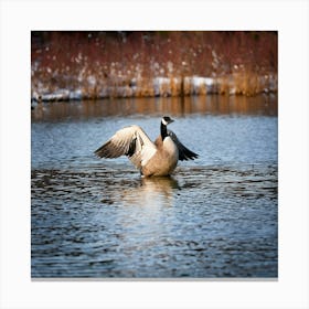 Firefly Head, Lake, Canada, Bird, Outdoors, Canadian Goose, Winter, Resting, Wing, Fowl, Water Bird, (8) Canvas Print