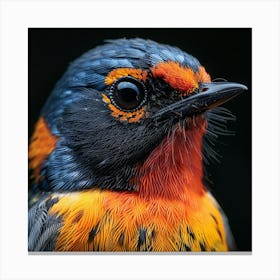 Rufous-Tailed Robin Canvas Print