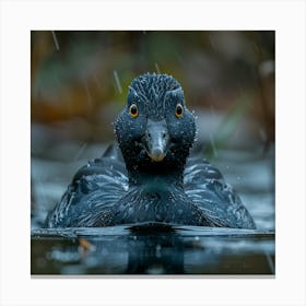 Duck In The Rain Canvas Print