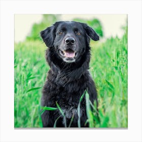 Black Labrador Retriever Canvas Print