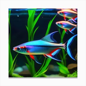 Fishes In Aquarium Neon Tetra Fish Canvas Print
