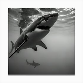 Great White Shark 7 Canvas Print