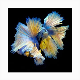 The Betta Twins Fine Art Print Canvas Print