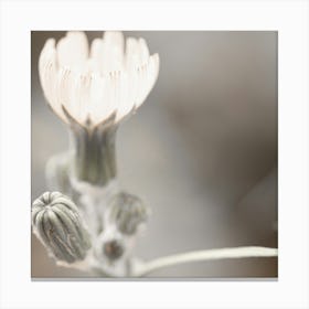 White Flower Canvas Print