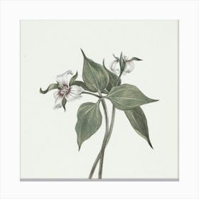 Trillium Canvas Print