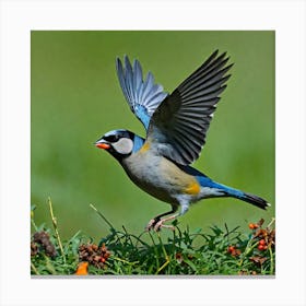 Finch Canvas Print