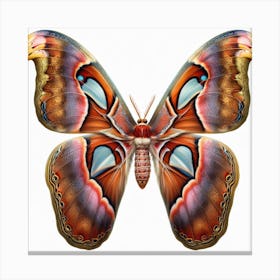 Butterfly of Attacus atlas Canvas Print