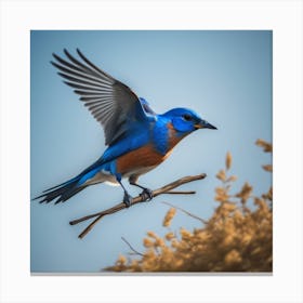 Bluebird Canvas Print