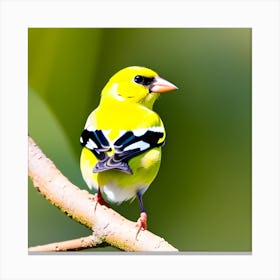 Goldfinch 21 Canvas Print